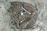 Enrolled Griffithites Trilobite & Gastropod - Crawfordsville, Indiana #130174-2